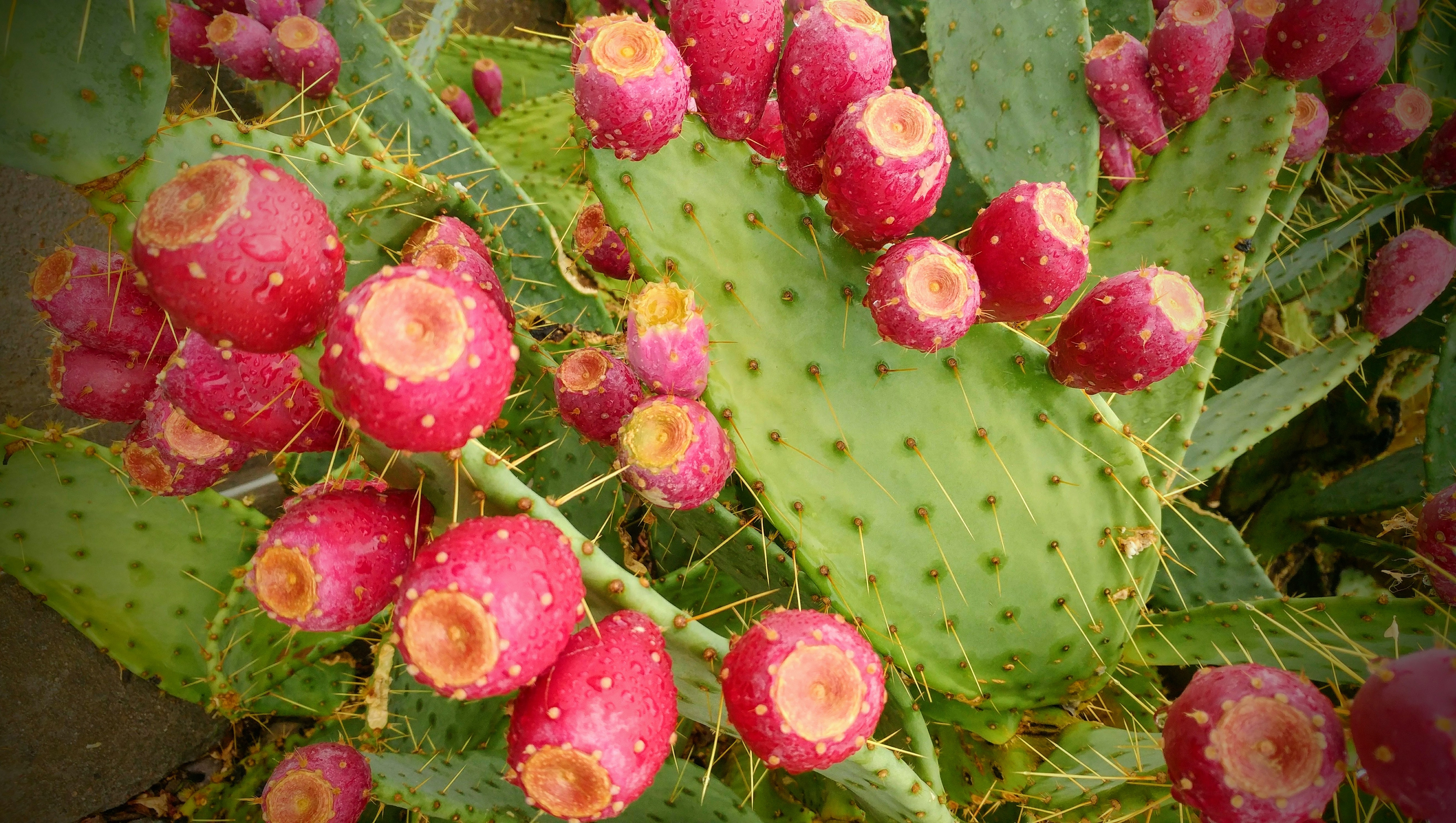 Cactus with pears